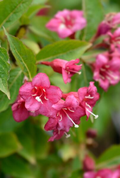 Weigelie-Rosea-ALG HAAG