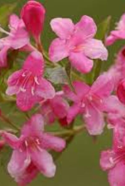 Weigelie-Rosea-ALG INZ