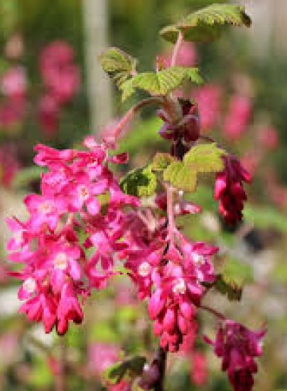 Blutjohannisbeere Ribis sanguineum Frühlingsblüher 40-60cm 