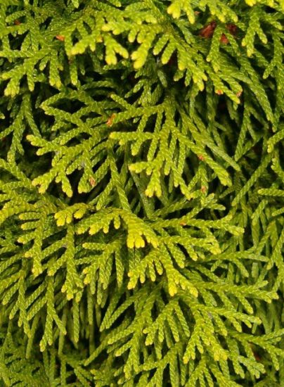 10-30 Heckenpflanzen Hecke. Lebensbaum Thuja Smaragd 80-100 cm 10-30 Heckenpflanzen Hecke. Lebensbaum Thuja Smaragd 80-100 cm