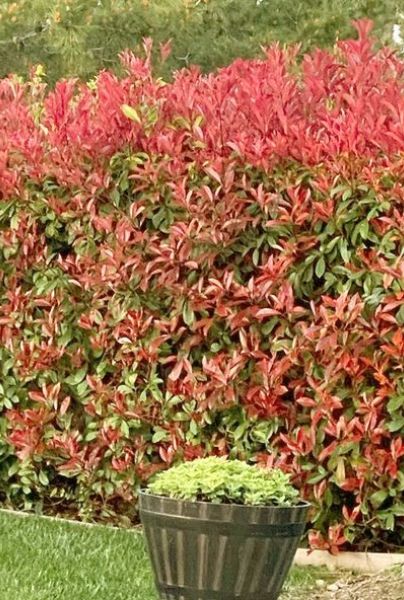 Glanzmispel (Photinia fraseri) Red Robin Hecke kaufen