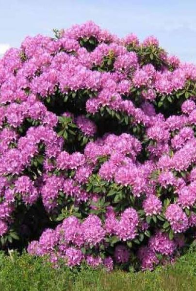 Rhododendron Roseum Elegans im kräftigen Rosa Hecke kaufen