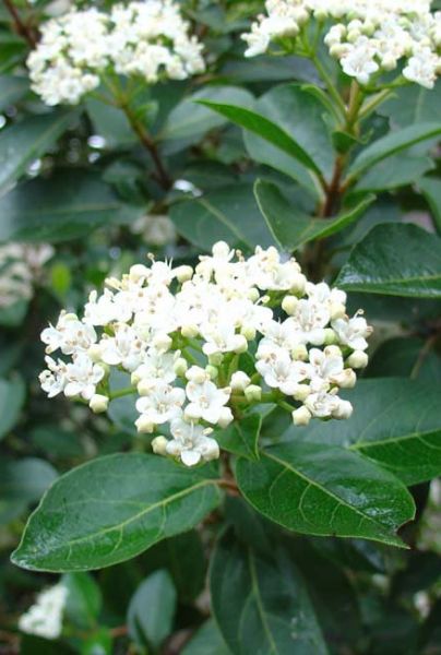Viburnum tinus Immergrüner MittelmeerSchneeball Lorbeerschneeball