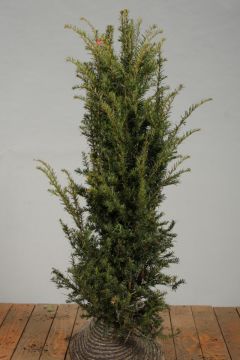 Hecke blühend - Die preiswertesten Hecke blühend auf einen Blick