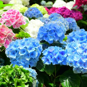 Bauernhortensie