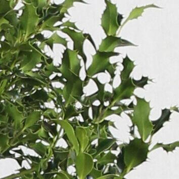 Sträucher & Heckenpflanzen mit Dornen & Stacheln Dornenhecke kaufen