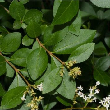 Liguster (Ligustrum) Hecke kaufen HeckenpflanzenTotal