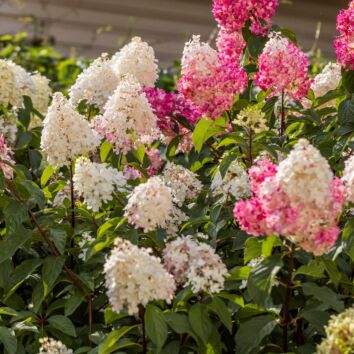 Rispenhortensie