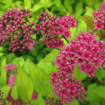 Sommerspiere Goldflame