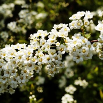 Frühe Brautspiere, Weiße Rispenspiere Grefsheim