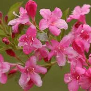 Weigelie Rosea