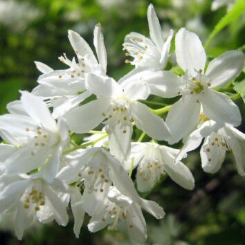 Deutzia gracilis