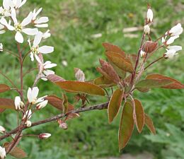 Kupfer-Felsenbirne (Amelanchier lamarckii) - Hecke kaufen