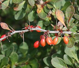 Die Grüne Heckenberberitze ist eine robuste und insektenfreundliche Heckenpflanze. Bei HeckenpflanzenTotal direkt in der Gärtnerei kaufen.