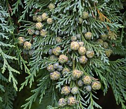 Die Blaue Scheinzypresse (Chamaecyparis lawsoniana ‘Columnaris’) hat dunkle, blaugrüne Nadeln und unauffällige Früchte.