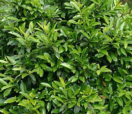 Kirschlorbeer Herbergii (Prunus laurcerasus Herbergii) 