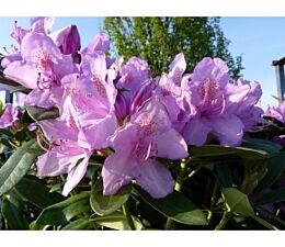 Rhododendron catawbiense 'Boursault' mit lila Blüten