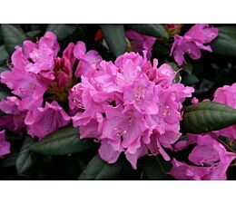 Rhododendron Roseum