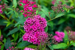 Sommerspiere 'Anthony Waterer' kaufen 