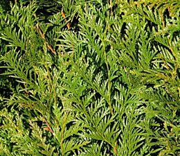 Riesenlebensbaum 'Atrovirens' (Thuja plicata 'Atrovirens')