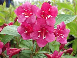Weigelie 'Bristol Ruby'