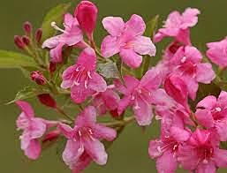 Weigelie (Weigela) 'Rosea'