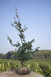 Blutbuche Wurzelballen 125-150 cm Wurzelballen