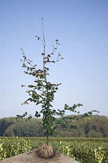 Blutbuche Wurzelballen 175-200 cm Wurzelballen