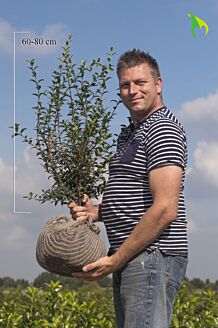 Osmanthus 