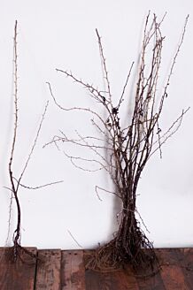 Eingriffeliger Weißdorn Wurzelware 100-125 cm Wurzelware