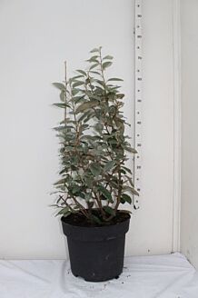 Oelweide Topf 40-60 cm Topf