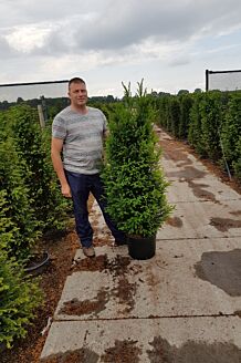 BALDUR Garten Eiben-Hecke, 1 Pflanze, Taxus baccata, winterhart,  Heckenpflanze, immergrün, für Standort im Schatten geeignet, Sichtschutz,  weiche