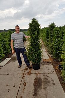 BALDUR Garten Eiben-Hecke, 1 Pflanze, Taxus baccata, winterhart,  Heckenpflanze, immergrün, für Standort im Schatten geeignet, Sichtschutz,  weiche