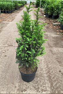 Europäische Eibe Topf 60-80 cm Topf