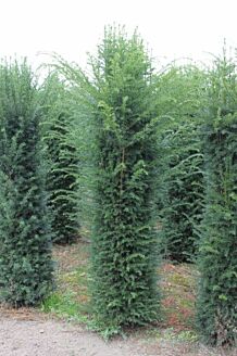 BALDUR Garten Eiben-Hecke, 1 Pflanze, Taxus baccata, winterhart,  Heckenpflanze, immergrün, für Standort im Schatten geeignet, Sichtschutz,  weiche