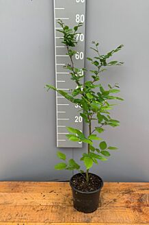 Hainbuche, Weißbuche 2 Meter Hecke FloraSelf Carpinus betulus H 40