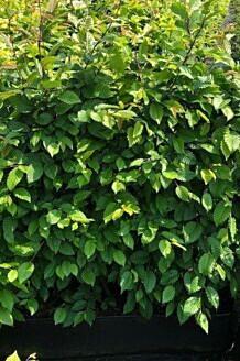 Hainbuche (Carpinus betulus) Weißbuche Hainbuchenhecke kaufen
