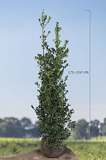 Stechplame Ilex Stechplame Ilex