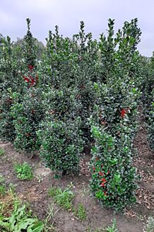 Stechplame Ilex Stechplame Ilex