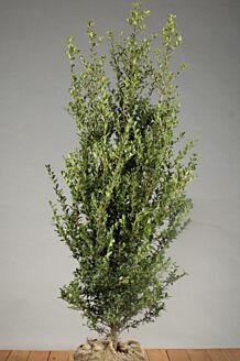 Japanische Stechpalme Wurzelballen 125-150 cm Wurzelballen
