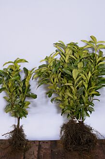 Kirschlorbeer ‘Genolia’ Wurzelware 30-50 cm Wurzelware