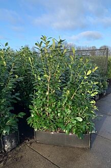 50 Stück Kirschlorbeer Heckenpflanzen immergrün Sichtschutz Prunus lauroc.Novita im Topf gewachsen 40-60cm 