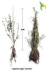 Wintergrüner Liguster (Ligustrum vulgare) Atrovirens Hecke kaufen