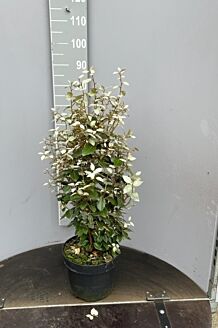 Wintergrüne Ölweide Topf 80-100 cm Topf