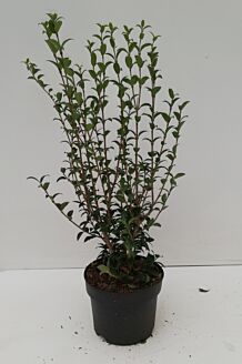 Duftblute Topf 30-40 cm Topf