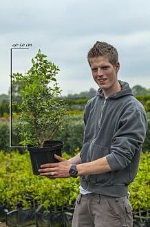 Duftblute Topf 40-60 cm Topf