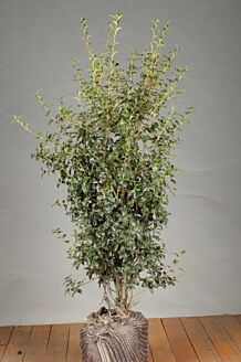 Osmanthus Burkwoodii Wurzelballen 100-125 cm Wurzelballen