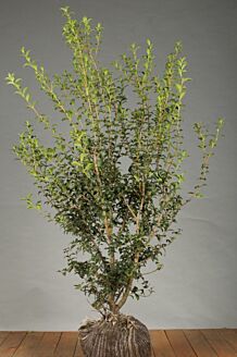 Osmanthus Burkwoodii Wurzelballen 125-150 cm Wurzelballen