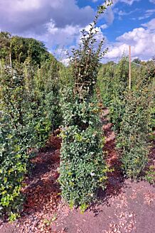 Osmanthus Burkwoodii Wurzelballen 175-200 cm Wurzelballen