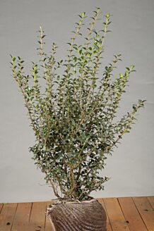 Osmanthus Burkwoodii Wurzelballen 80-100 cm Wurzelballen